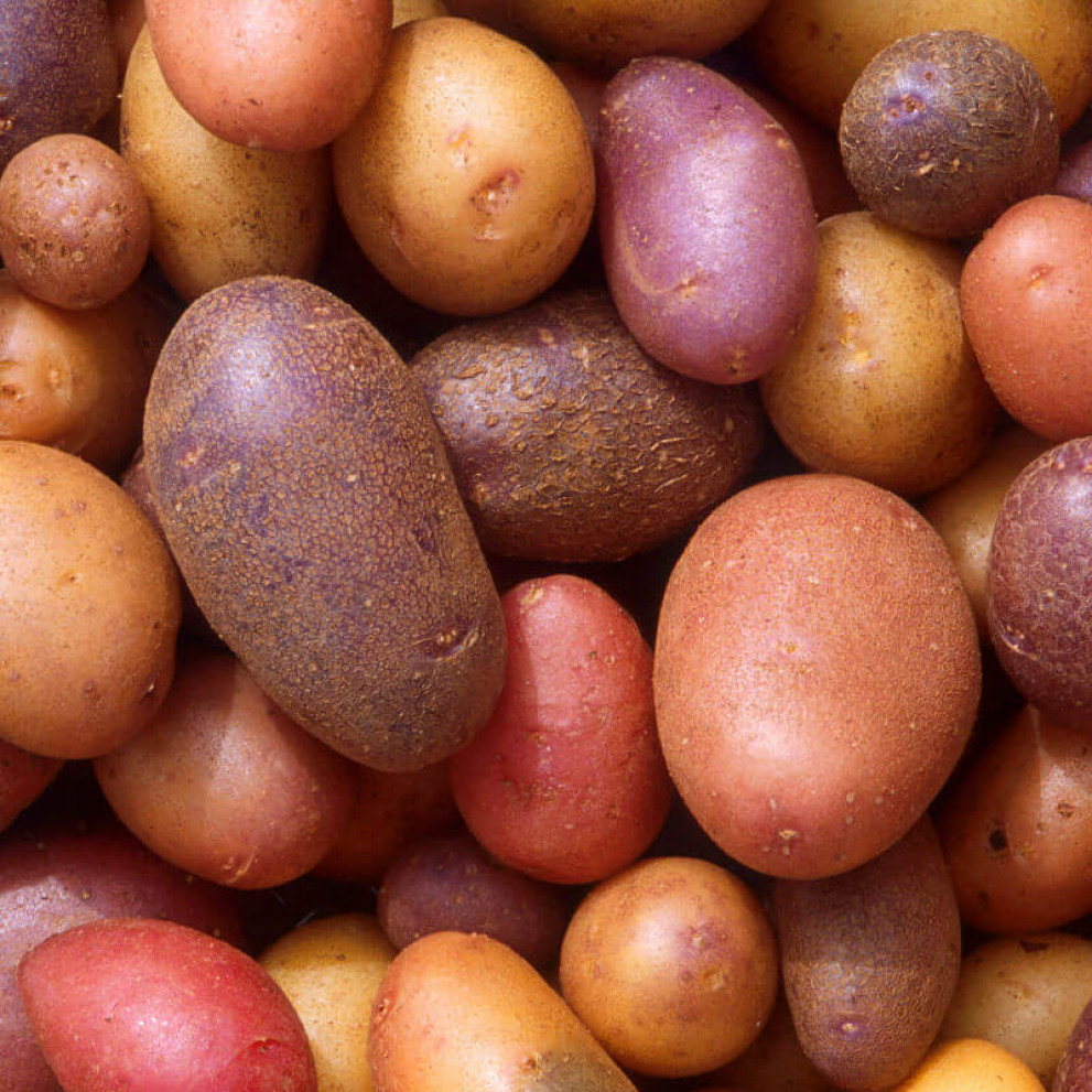 Patate Nicola bio Patate Nicola bio